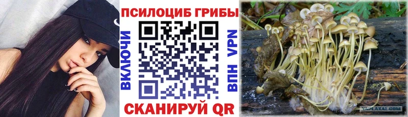 Купить  Шарыпово  Галлюциногенные грибы мицелий 